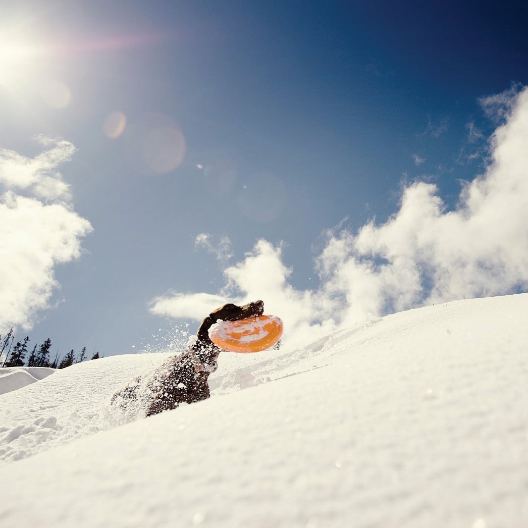 Zisc - Afbeelding 12