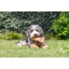 Grijze fluffy hond ligt in de tuin op het gras met een Beeztees beef jerky in zijn bek