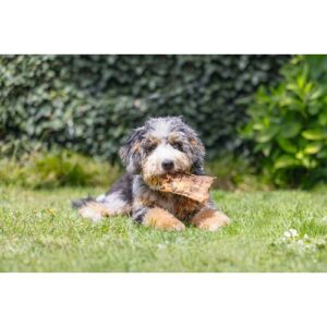 Grijze fluffy hond ligt in de tuin op het gras met een Beeztees beef jerky in zijn bek