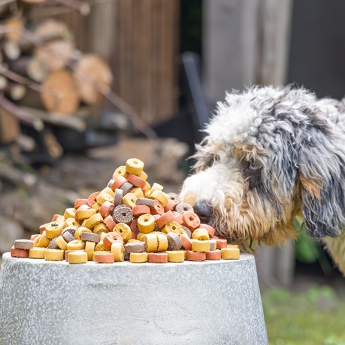 Hond snuffelt buiten aan een bak vol Beeztees Mjammies Mix hondensnacks