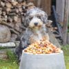 Hond zit in de tuin voor een bak met Beeztees Mjammies Mix hondensnacks