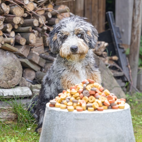 Hond zit in de tuin voor een bak met Beeztees Mjammies Mix hondensnacks