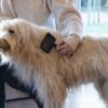 Vacht van de hond wordt glanzend geborsteld met de slickerborstel