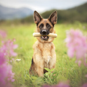 Chewies kauwstok van koffiehout voor honden