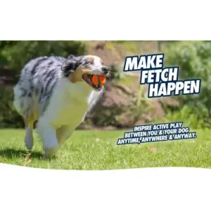 Australian Shepherd apporteert Chuckit! Ultra Ball op het gras