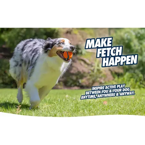 Australian Shepherd apporteert Chuckit! Ultra Ball op het gras