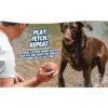 Man biedt Chuckit! Ultra Ball aan natte Labrador bij het water