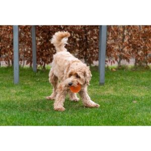 Hond speelt met Dog Comets Exoplanet egelbal