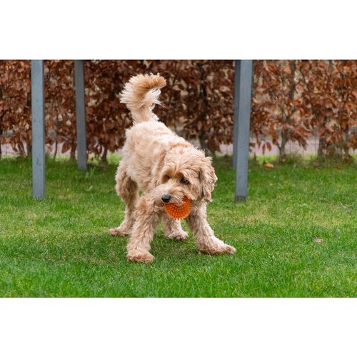 Hond speelt met Dog Comets Exoplanet egelbal