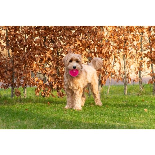 Hond apporteert Dog Comets Exoplanet egelbal