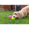 Hond met Dog Comets Exoplanet egelbal buiten