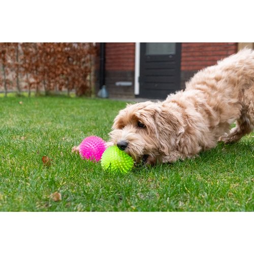 Hond met Dog Comets Exoplanet egelbal buiten