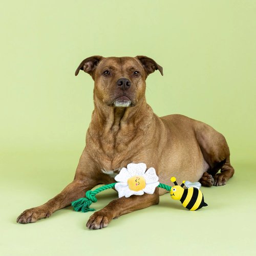 Hond liggend naast pluche touwspeelgoed met bij en bloem op groene achtergrond