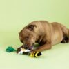 Hond met pluche bij en bloem touwspeelgoed tijdens speelsessie