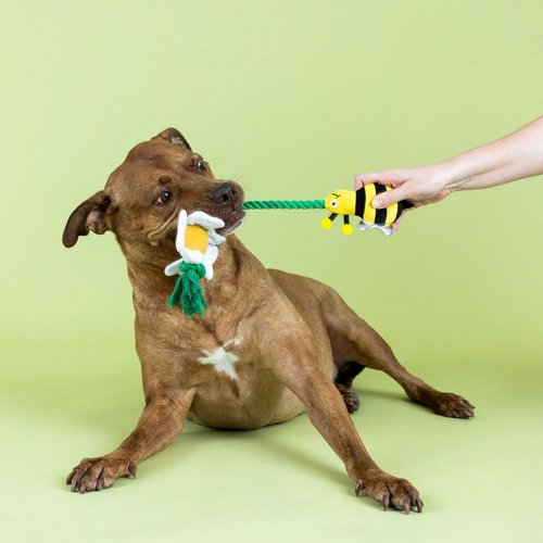 Actieve hond speelt met I'm Pollen For You hondenspeelgoed touw