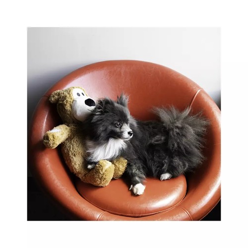 Kleine hond ligt in een stoel naast een KONG knuffelbeer
