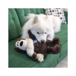 Witte hond speelt op de bank met een grote knuffelbeer