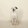 Love Bunny pluche hondenspeelgoed konijn afgebeeld met hond