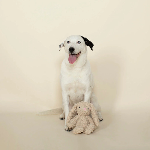 Love Bunny pluche hondenspeelgoed konijn afgebeeld met hond