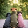 Drie honden van achteren in de PolarPomppa in Stone, Olive en Mallow