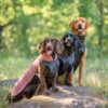 Drie honden in de PolarPomppa fleece hondentrui op een rots in het bos