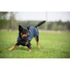 Actieve zwart-bruine hond draagt Pomppa JumppaPomppa in kleur Midnight terwijl hij rent op grasveld
