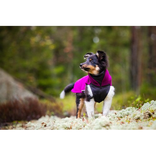Collie puppy draagt Pomppa JumppaPomppa fleece trui in kleur Plum, staand in Scandinavisch bos met mos