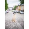 Kleine hond draagt Pomppa JumppaPomppa in kleur Sand, rugaanzicht zittend op keienstraatje in stad