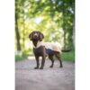 Bruine spaniel draagt Pomppa JumppaPomppa fleece trui in kleur Sand, staand op bospad en kijkend naar camera