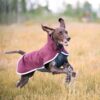 Hond in volle galop door een veld met de SporttiPomppa softshell hondenjas, zonder beenriemen