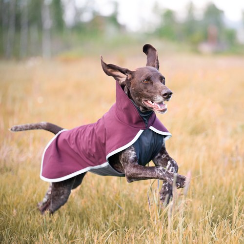 Hond in volle galop door een veld met de SporttiPomppa softshell hondenjas, zonder beenriemen