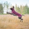 Springende hond draagt de SporttiPomppa softshell hondenjas in de kleur Maroon