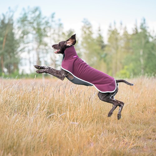 Springende hond draagt de SporttiPomppa softshell hondenjas in de kleur Maroon