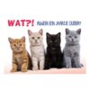 Vier verbaasde kittens naast elkaar op lichte achtergrond – A5 verjaardagskaart katten