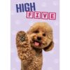 Abrikooskleurige poedel steekt poot omhoog voor high five – A5 wenskaart hond