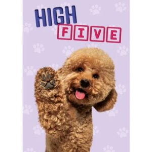 Abrikooskleurige poedel steekt poot omhoog voor high five – A5 wenskaart hond