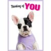 Frans bulldog puppy in paars shirtje kijkt in de lens – A5 wenskaart hond thinking of you