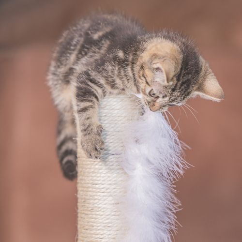 Kitten Krabpaal Atila