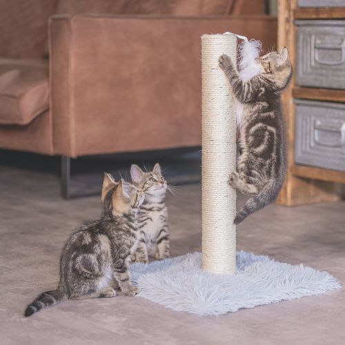 Kitten Krabpaal Atila