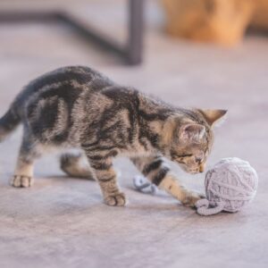 Kitten Wol Bal+Koord