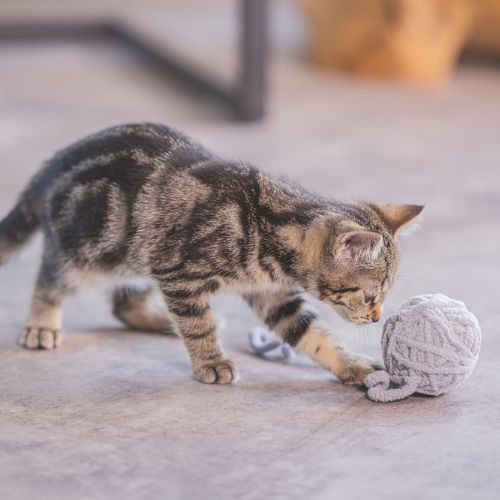 Kitten Wol Bal+Koord