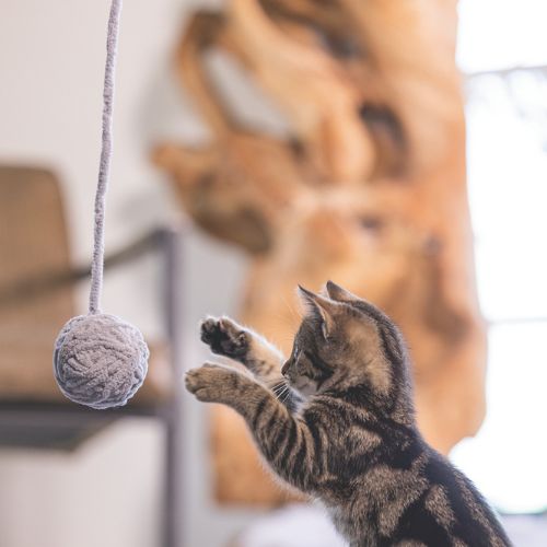 Kitten Wol Bal+Koord