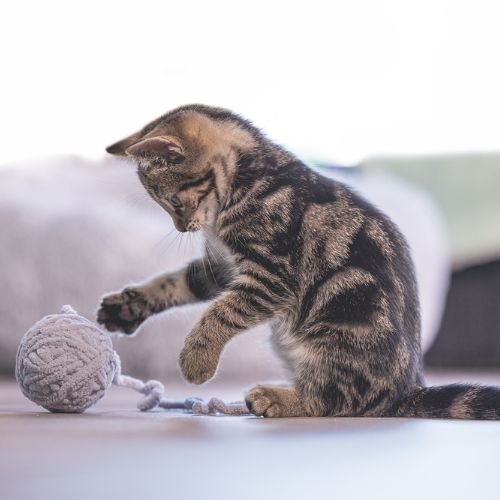 Kitten Wol Bal+Koord