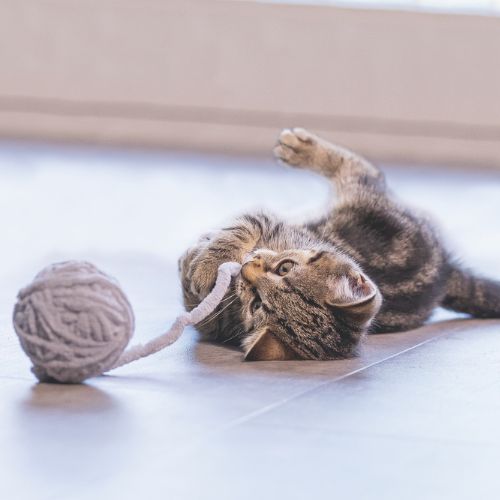 Kitten Wol Bal+Koord