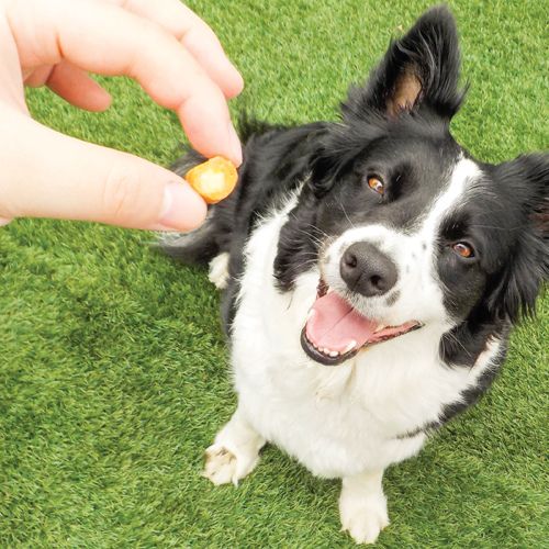 Fun Bites Chicken & Cheese