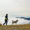 Harness Scandinavia