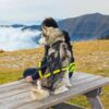 Harness Scandinavia