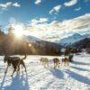 Harness Scandinavia