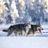 Harness Scandinavia