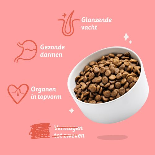 E&C Senior Hond